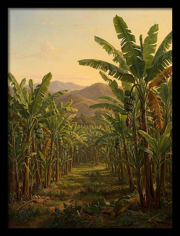 Tropical Banana Grove Tranquility