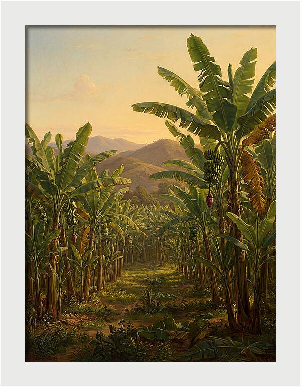 Tropical Banana Grove Tranquility