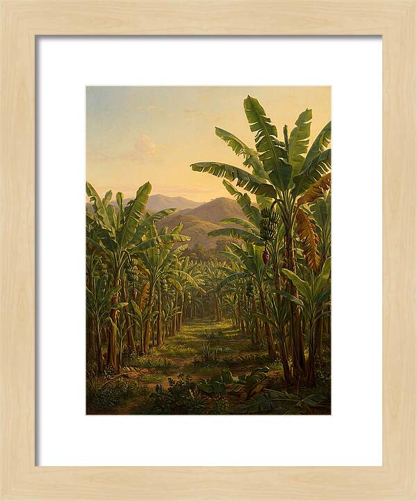 Tropical Banana Grove Tranquility