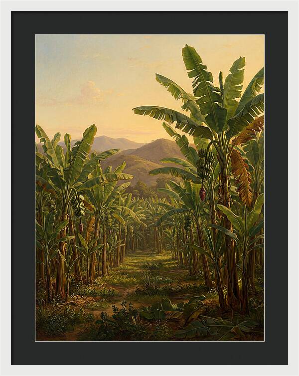 Tropical Banana Grove Tranquility