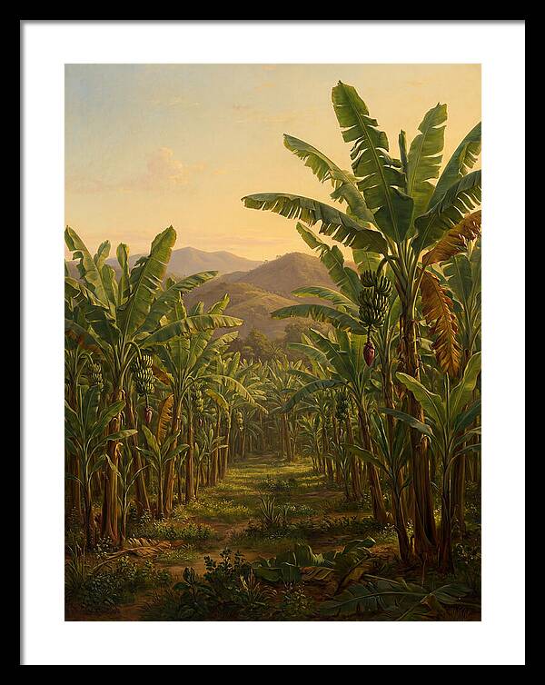 Tropical Banana Grove Tranquility