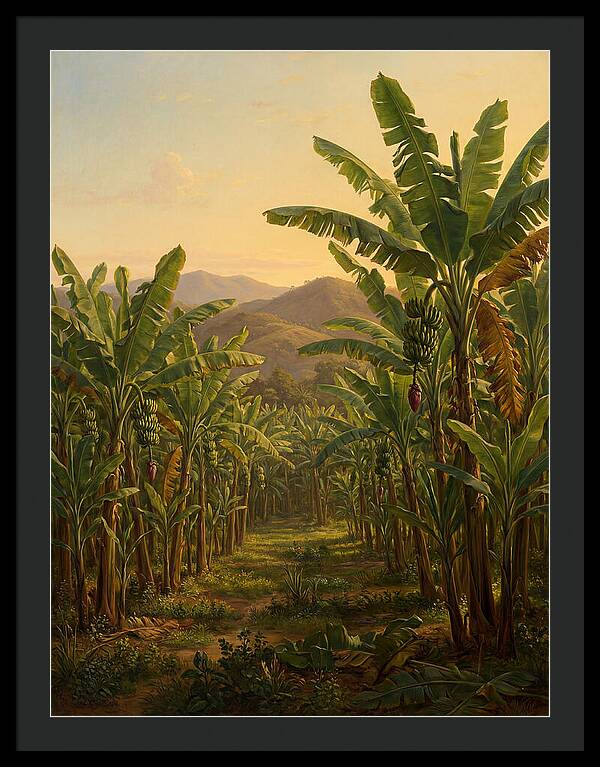 Tropical Banana Grove Tranquility