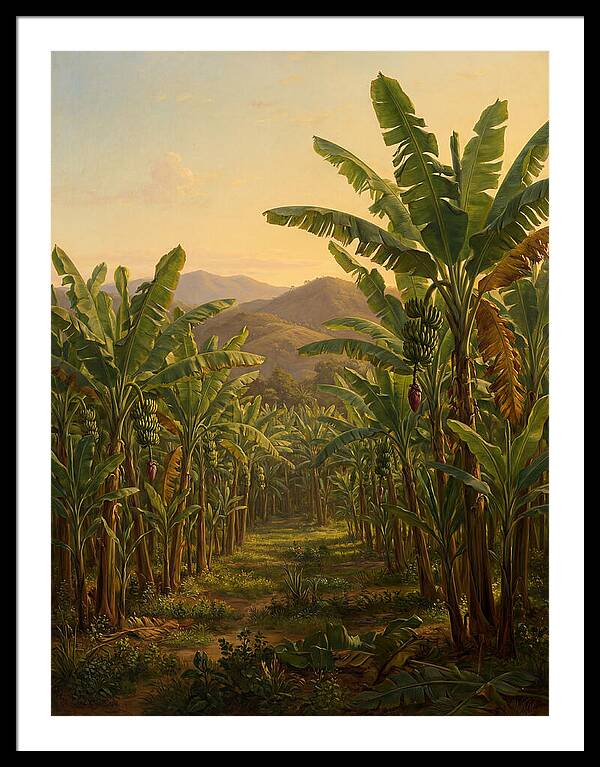 Tropical Banana Grove Tranquility