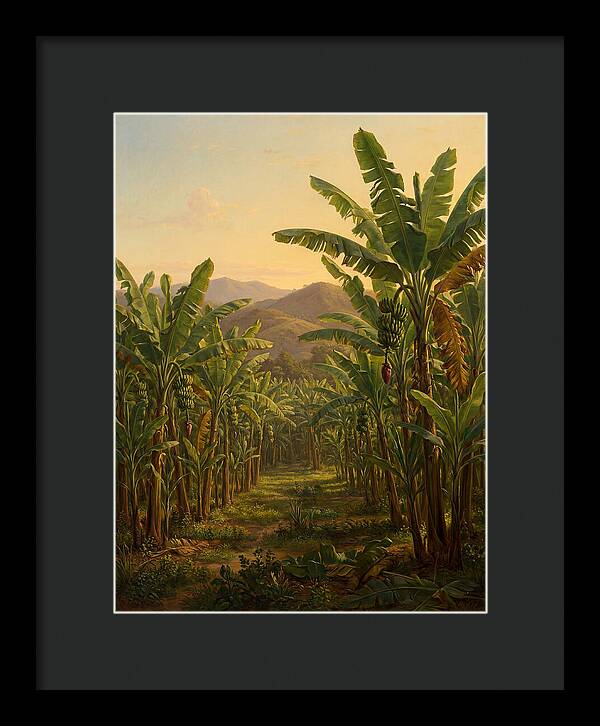 Tropical Banana Grove Tranquility