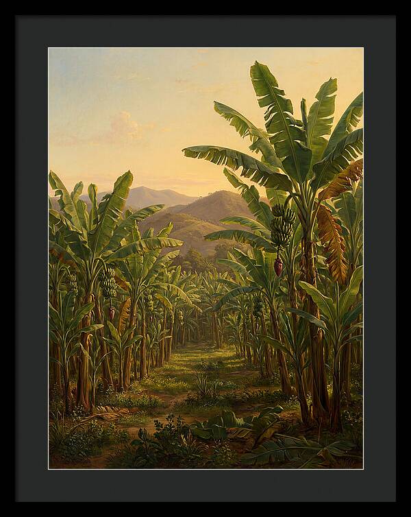 Tropical Banana Grove Tranquility