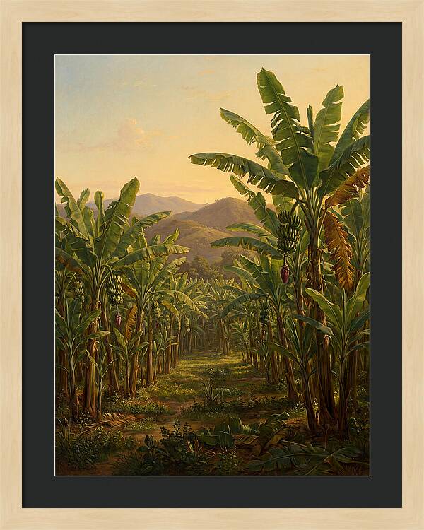 Tropical Banana Grove Tranquility