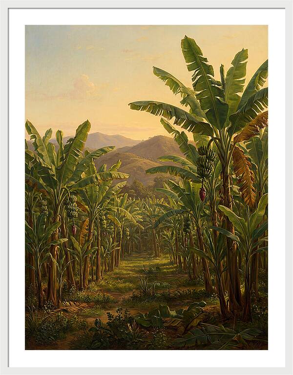 Tropical Banana Grove Tranquility