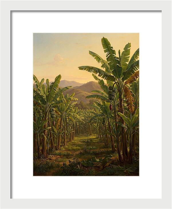 Tropical Banana Grove Tranquility