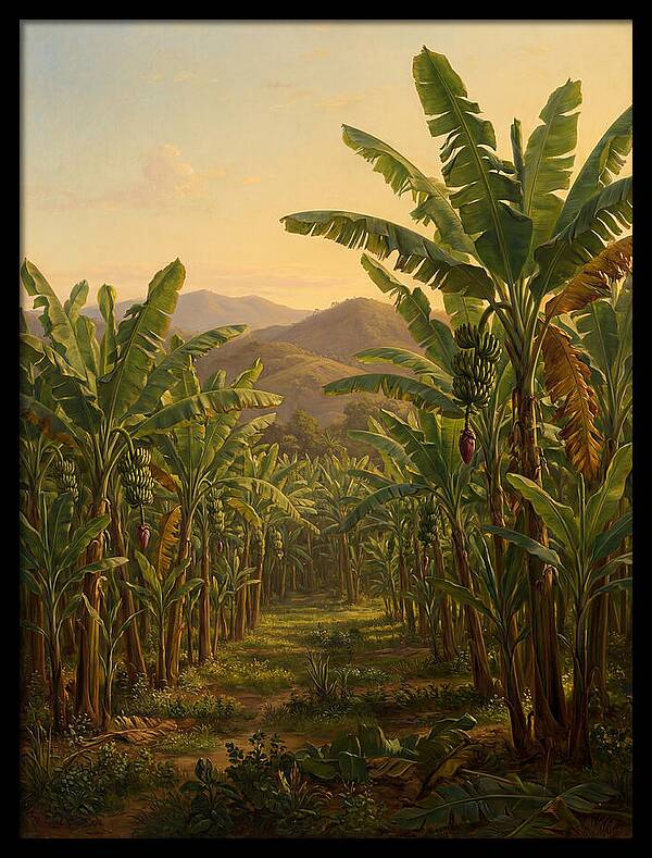 Tropical Banana Grove Tranquility