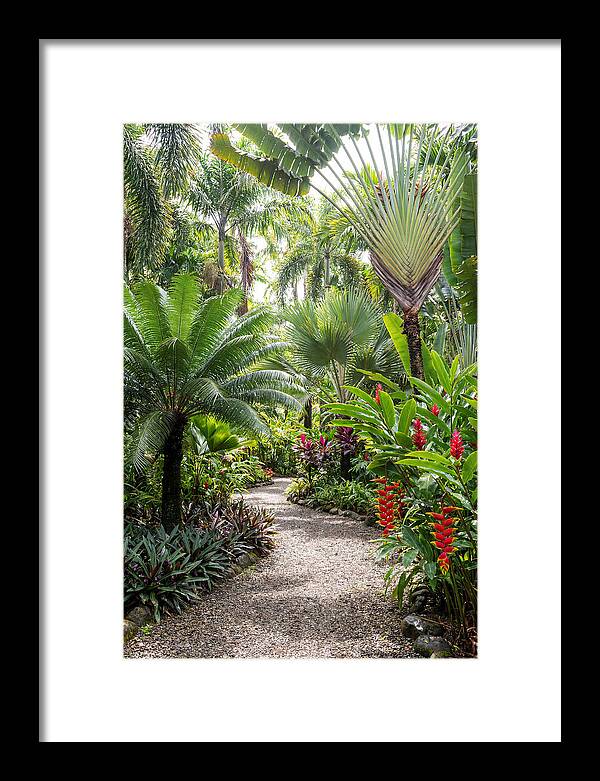 Tropical Botanical Garden Path