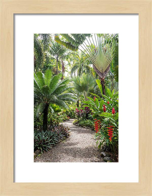 Tropical Botanical Garden Path