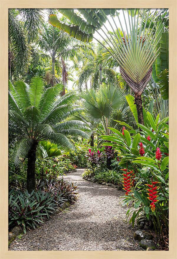 Tropical Botanical Garden Path