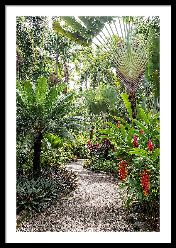 Tropical Botanical Garden Path