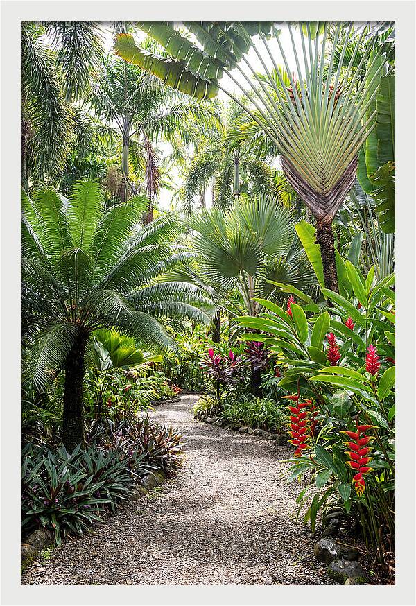 Tropical Botanical Garden Path