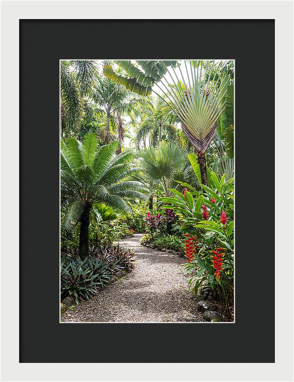Tropical Botanical Garden Path