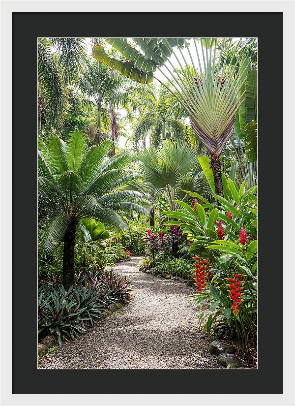 Tropical Botanical Garden Path