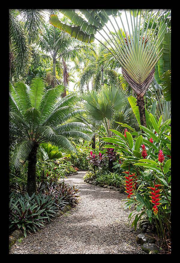 Tropical Botanical Garden Path