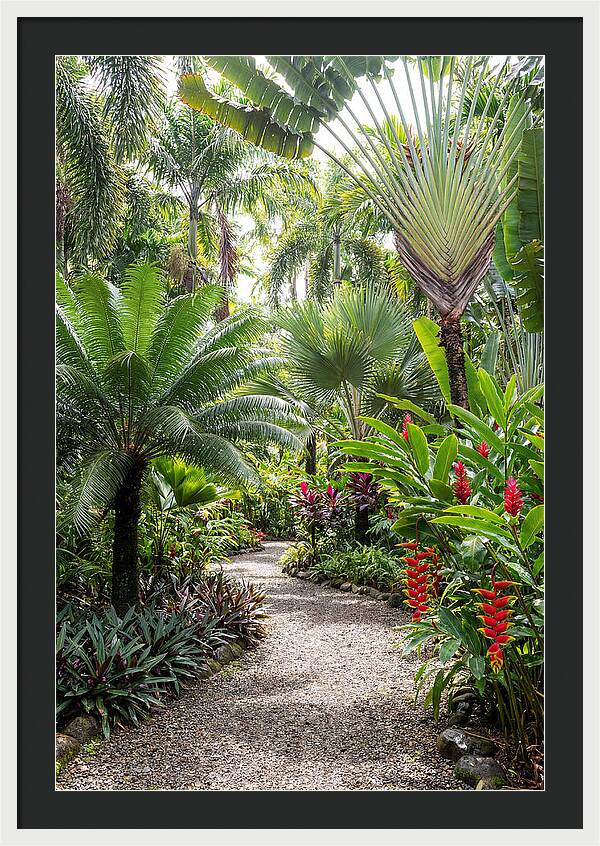 Tropical Botanical Garden Path