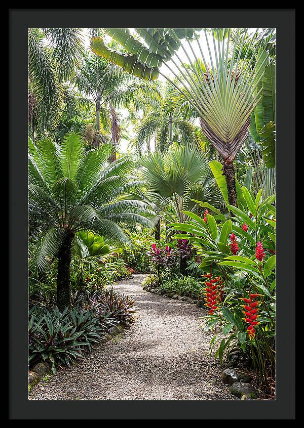 Tropical Botanical Garden Path