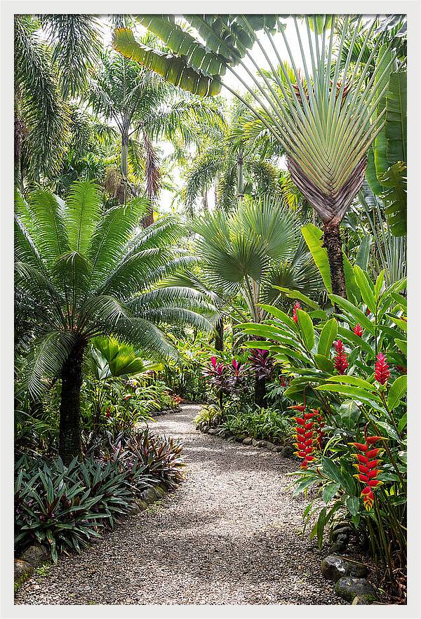 Tropical Botanical Garden Path