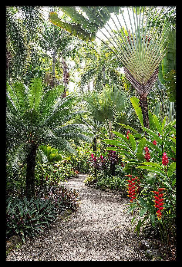 Tropical Botanical Garden Path