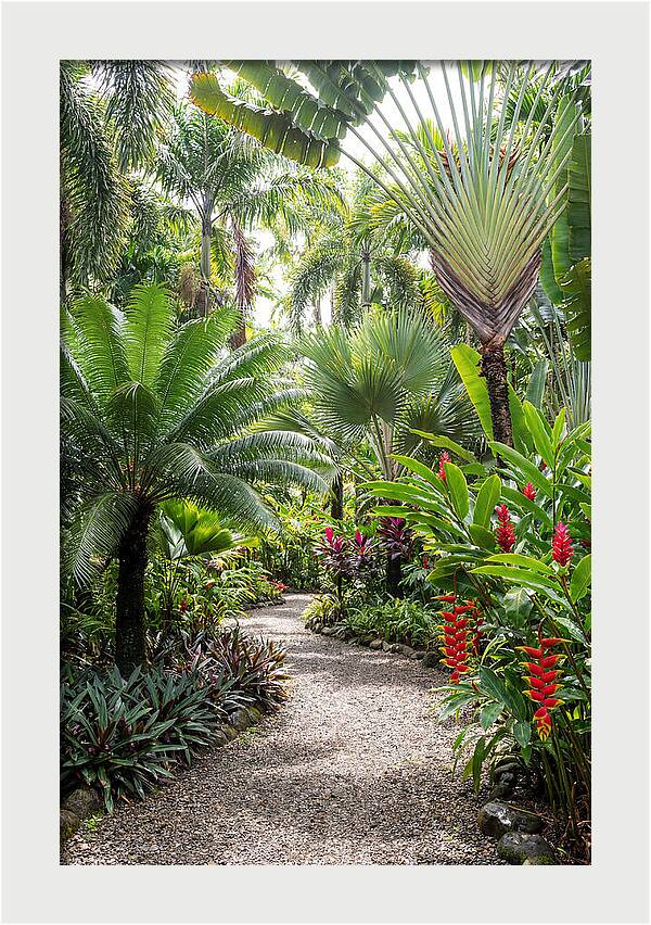 Tropical Botanical Garden Path