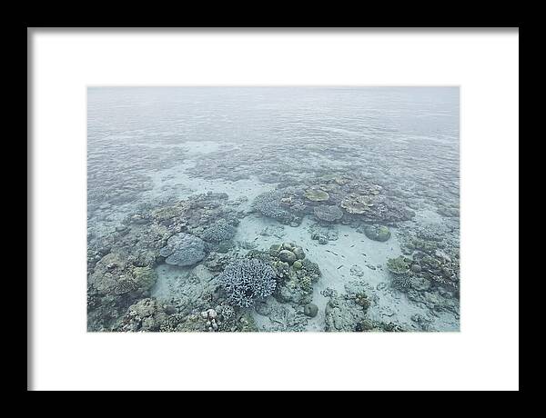 Tropical Coral Garden Serenity