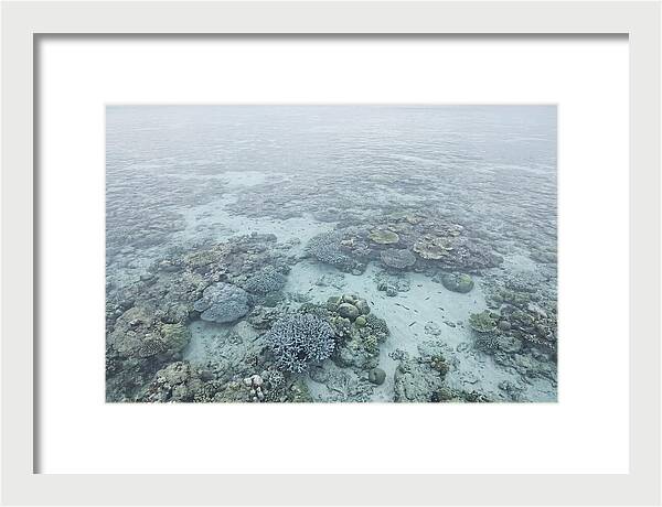 Tropical Coral Garden Serenity