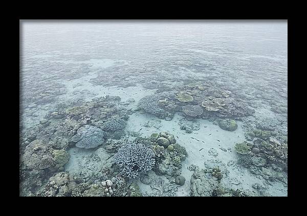 Tropical Coral Garden Serenity