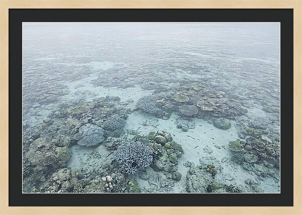 Tropical Coral Garden Serenity
