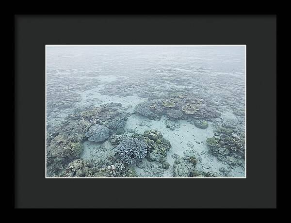 Tropical Coral Garden Serenity