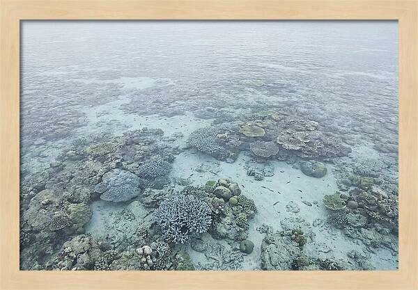 Tropical Coral Garden Serenity