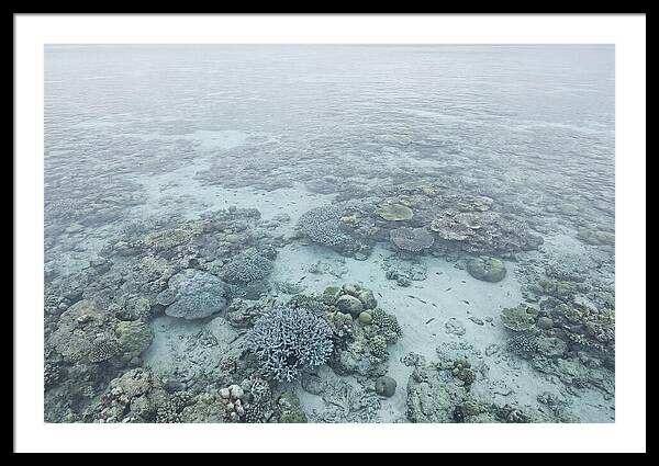 Tropical Coral Garden Serenity