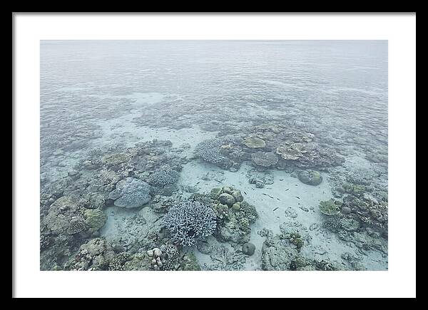 Tropical Coral Garden Serenity