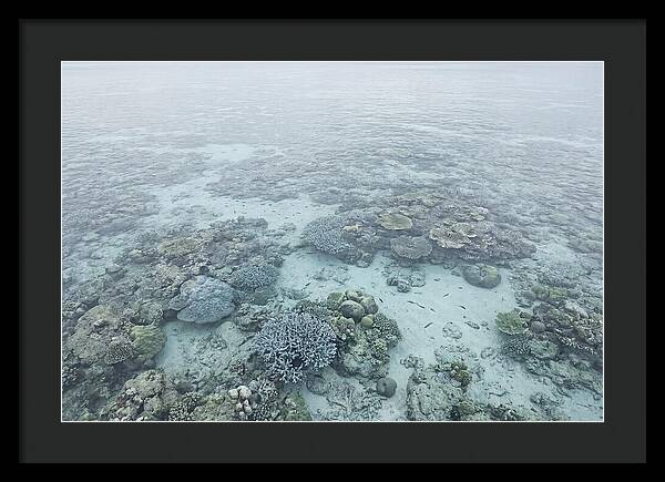 Tropical Coral Garden Serenity