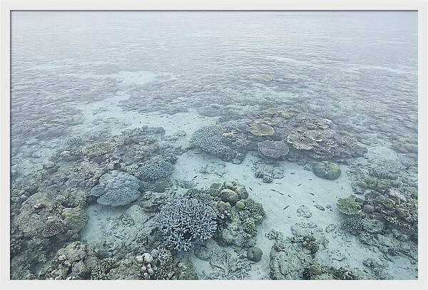 Tropical Coral Garden Serenity