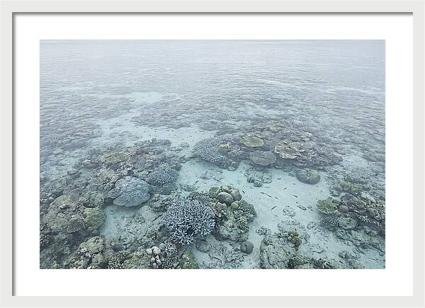 Tropical Coral Garden Serenity
