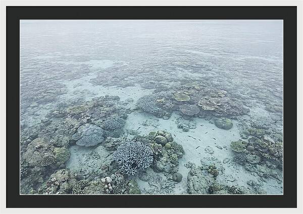 Tropical Coral Garden Serenity