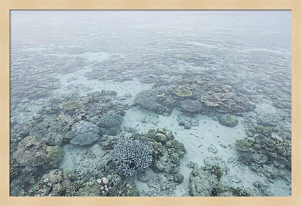 Tropical Coral Garden Serenity