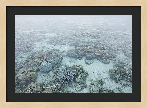 Tropical Coral Garden Serenity