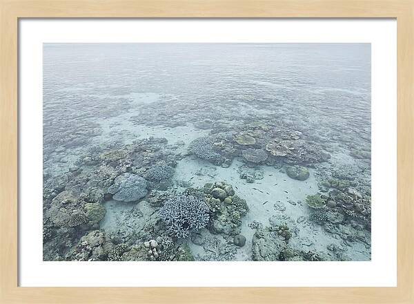 Tropical Coral Garden Serenity