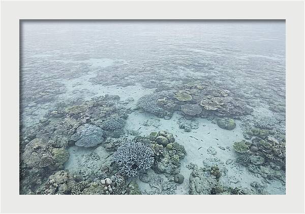 Tropical Coral Garden Serenity