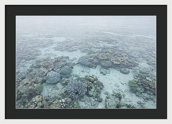 Tropical Coral Garden Serenity