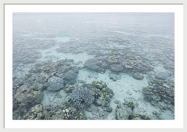 Tropical Coral Garden Serenity