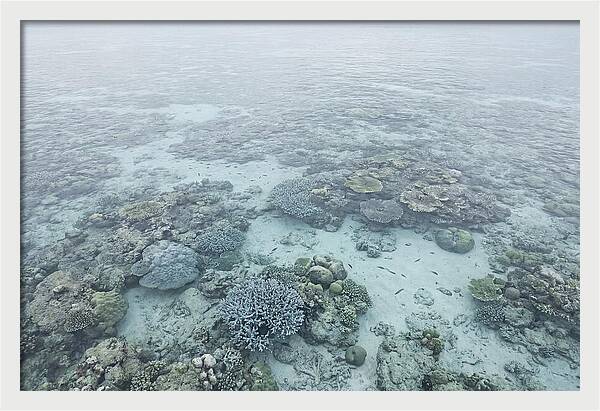 Tropical Coral Garden Serenity