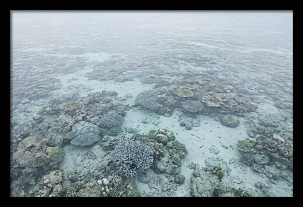 Tropical Coral Garden Serenity