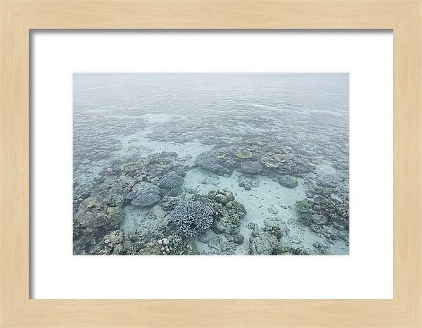 Tropical Coral Garden Serenity