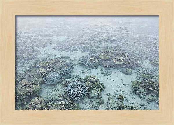 Tropical Coral Garden Serenity