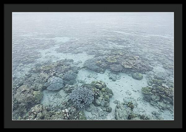 Tropical Coral Garden Serenity