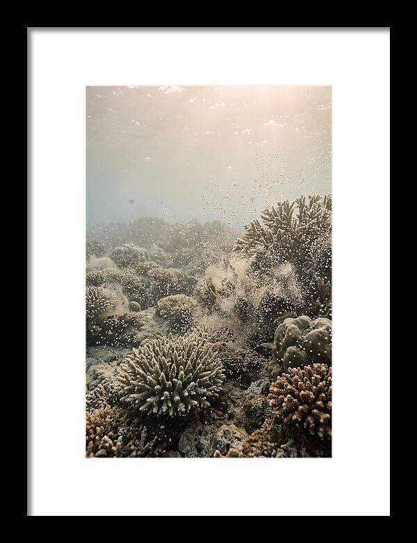 Tropical Coral Spawning Event